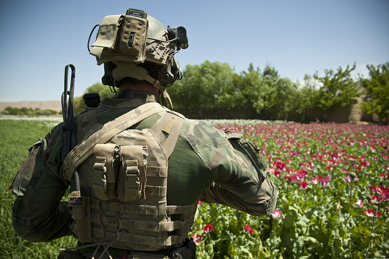 An opium poppy field in Helmand, Afghanistan