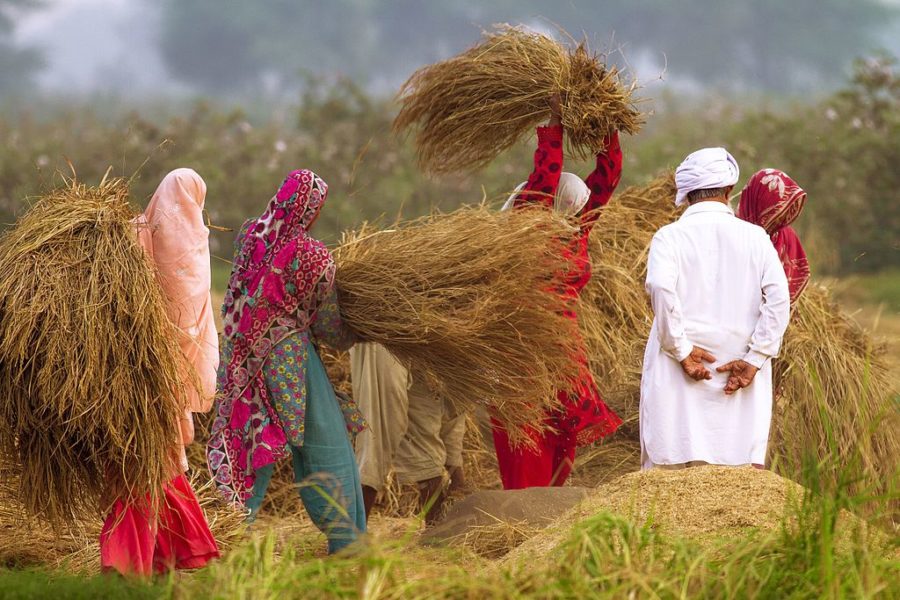 Rice field in Pakistan