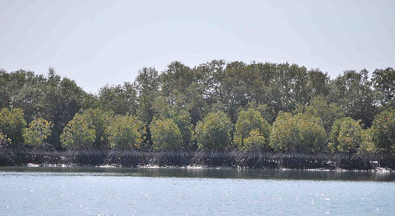 Mangroves along the coast of Karachi