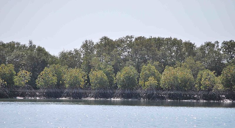 Mangroves Karachi