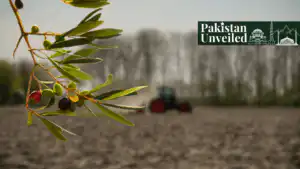 olives farming in pakistan