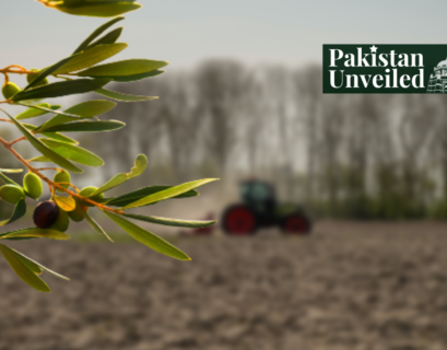 olives farming in pakistan
