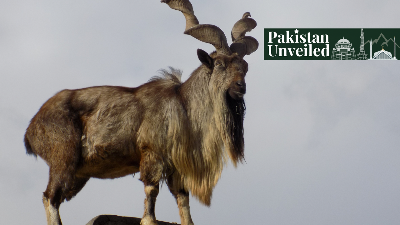 Markhor — The National Animal of Pakistan - Paradigm Shift