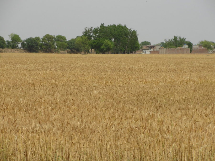 Wheat fields in Pakistan