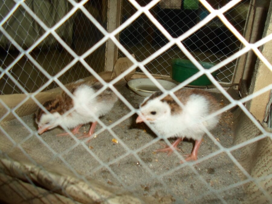 chukar patridge chicks