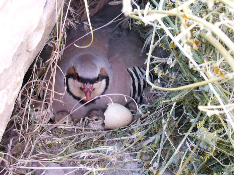 chukar patridge