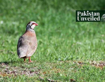 national bird pakistan