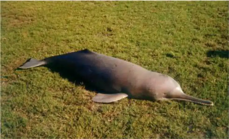 Indus River Dolphin