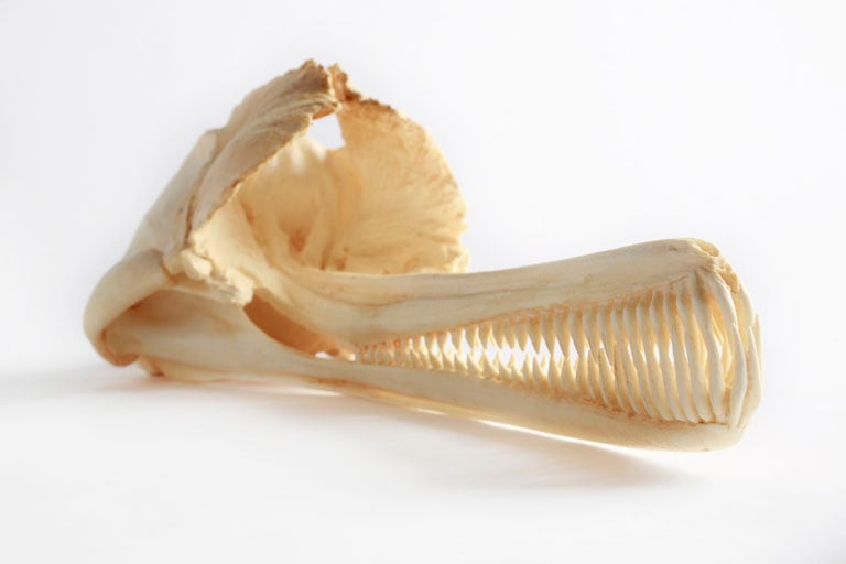 Indus River Dolphin skull