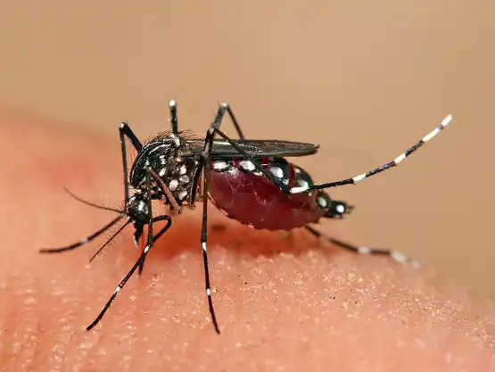 Aedes aegypti bites lead to the spread of dengue in Pakistan and all over the world