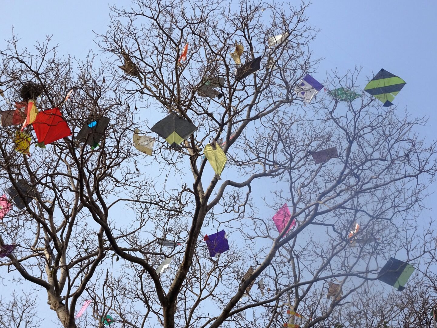 kites