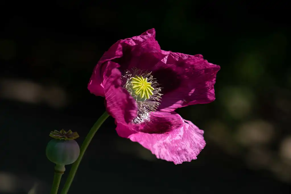 Opium poppy plant