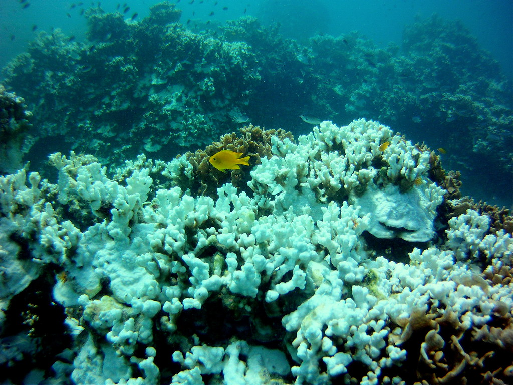 Coral bleaching in the Gulf of Thailand