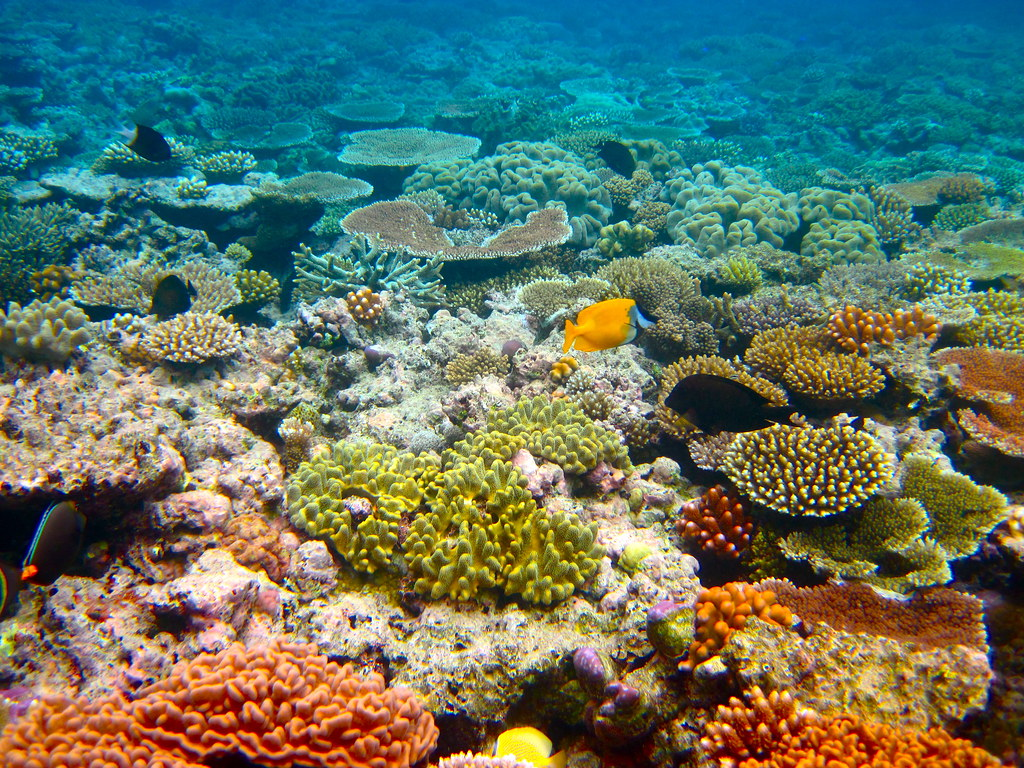 The Great Barrier Reef