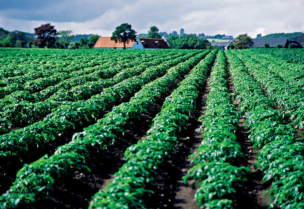 Potato farm
