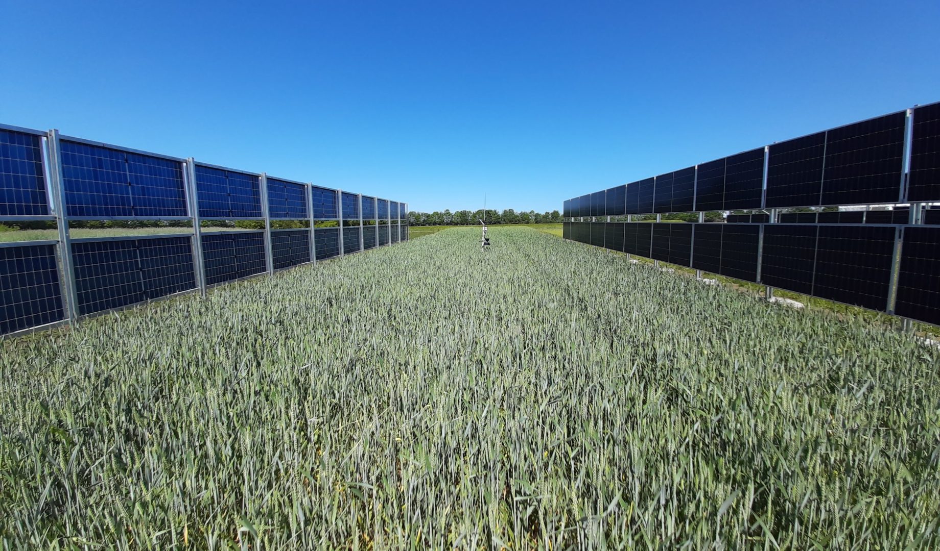 Agrivoltaic installation Foulum