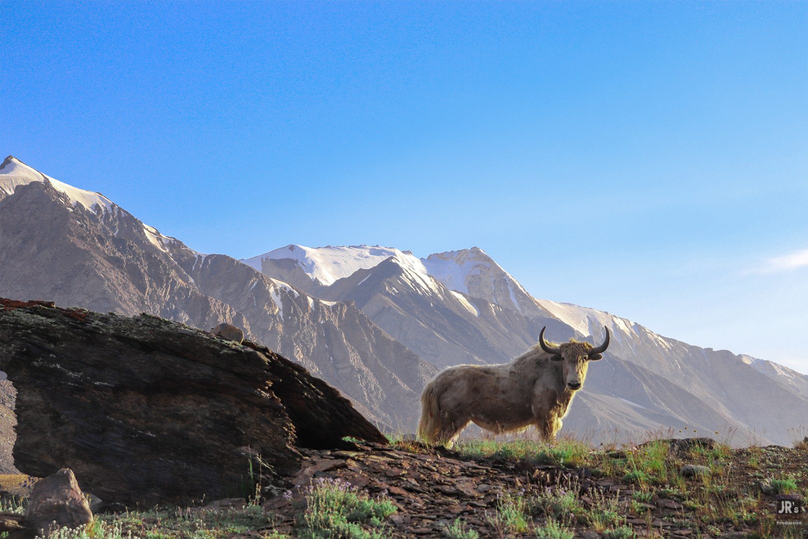 Yak of Broghil Valley