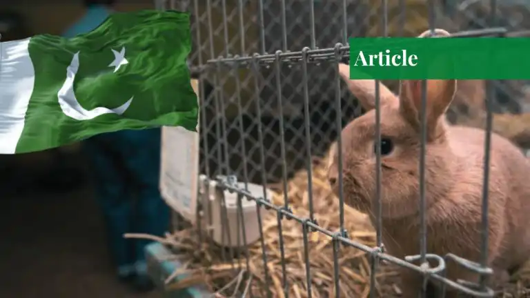 animal testing