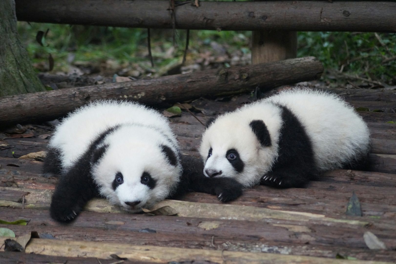 Baby pandas, Chengdu