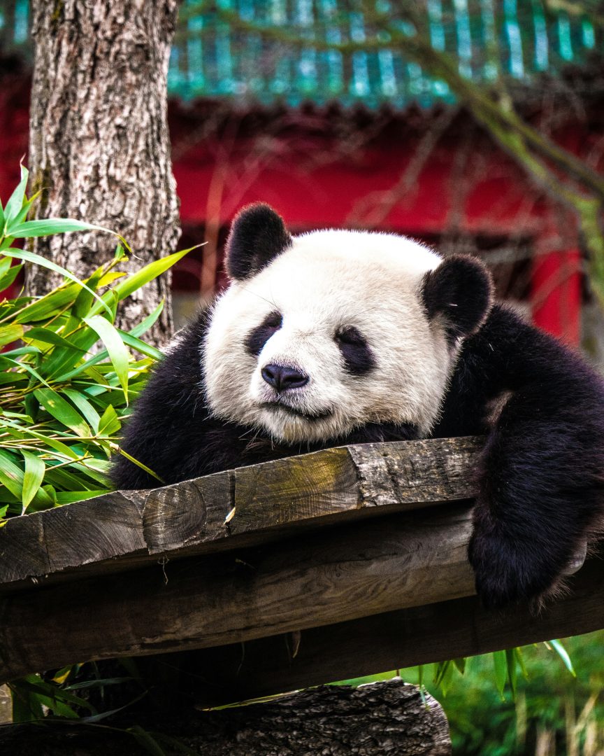 Berlin Zoo Panda