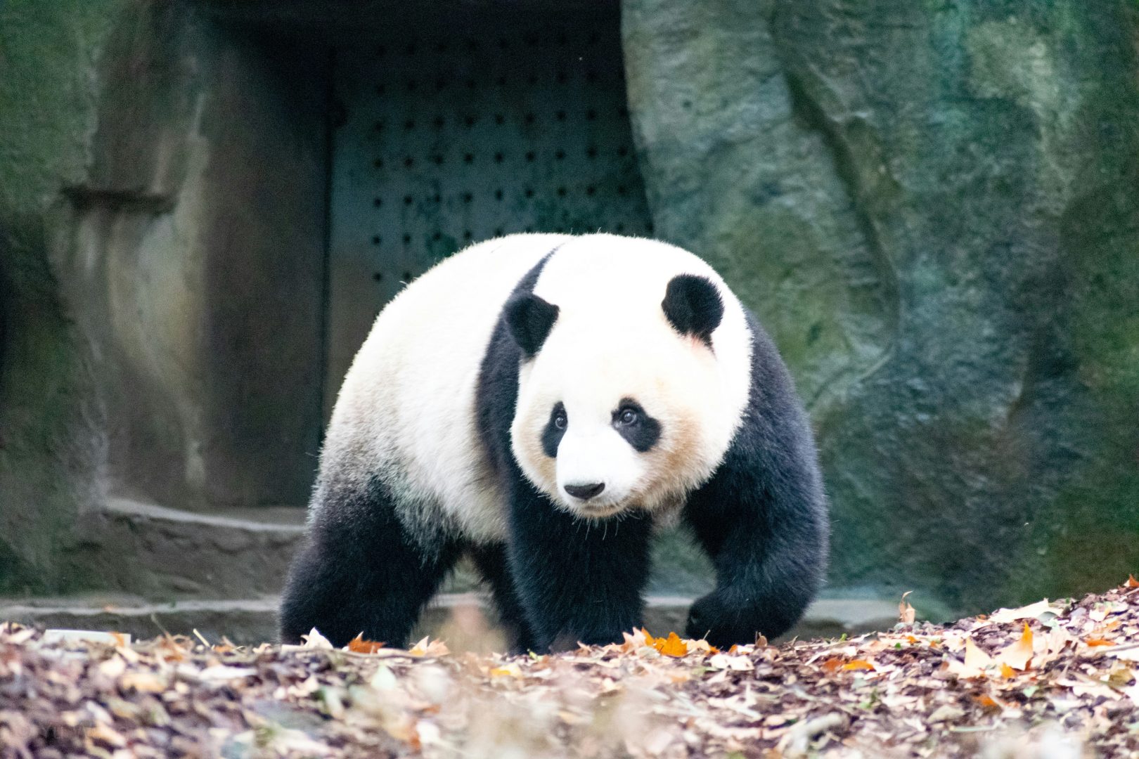 Chengdu Panda
