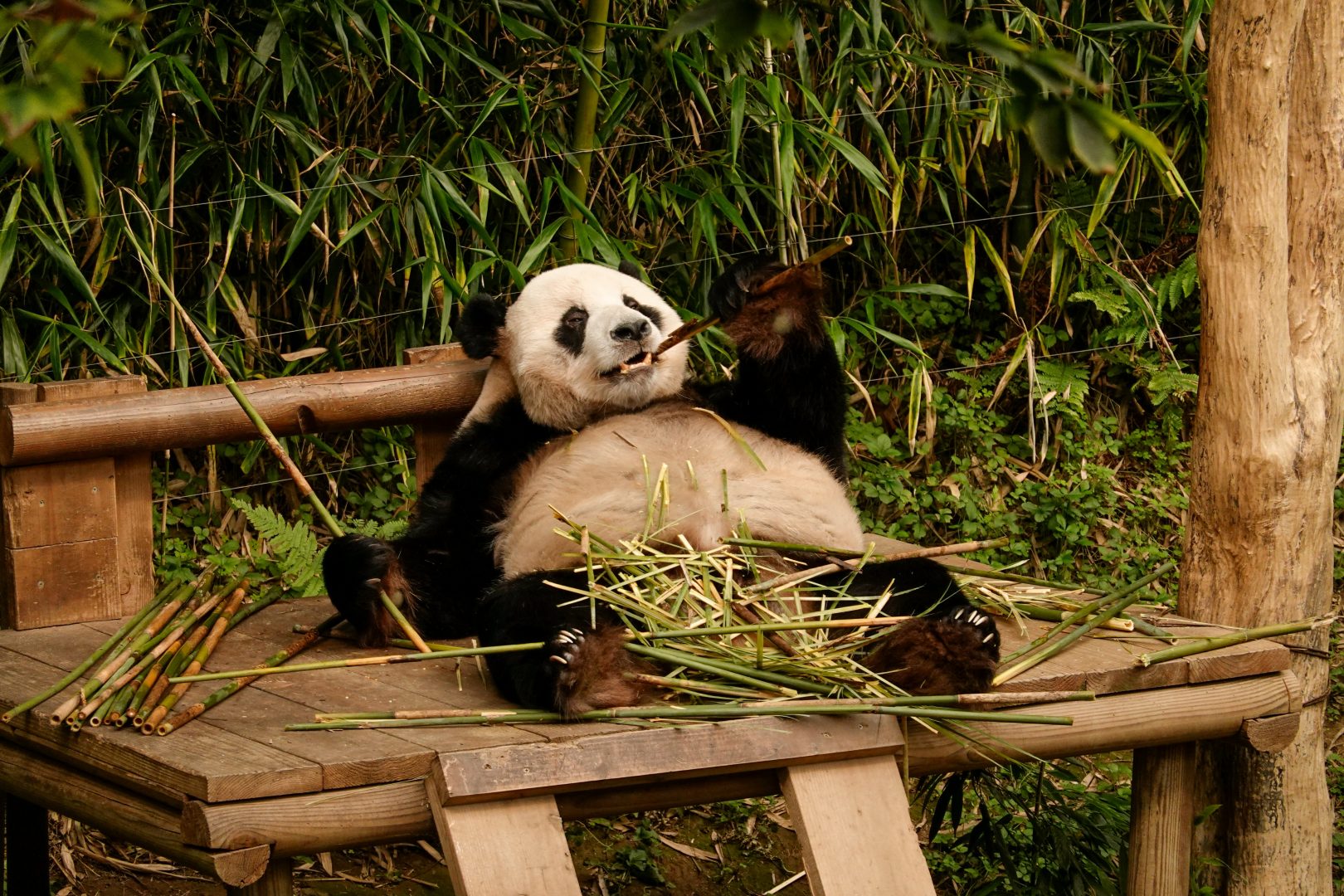 Panda Korea