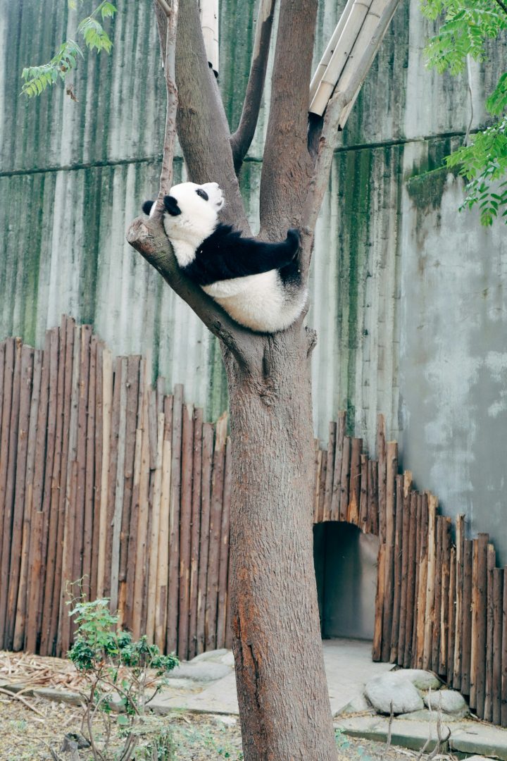 Panda climbing