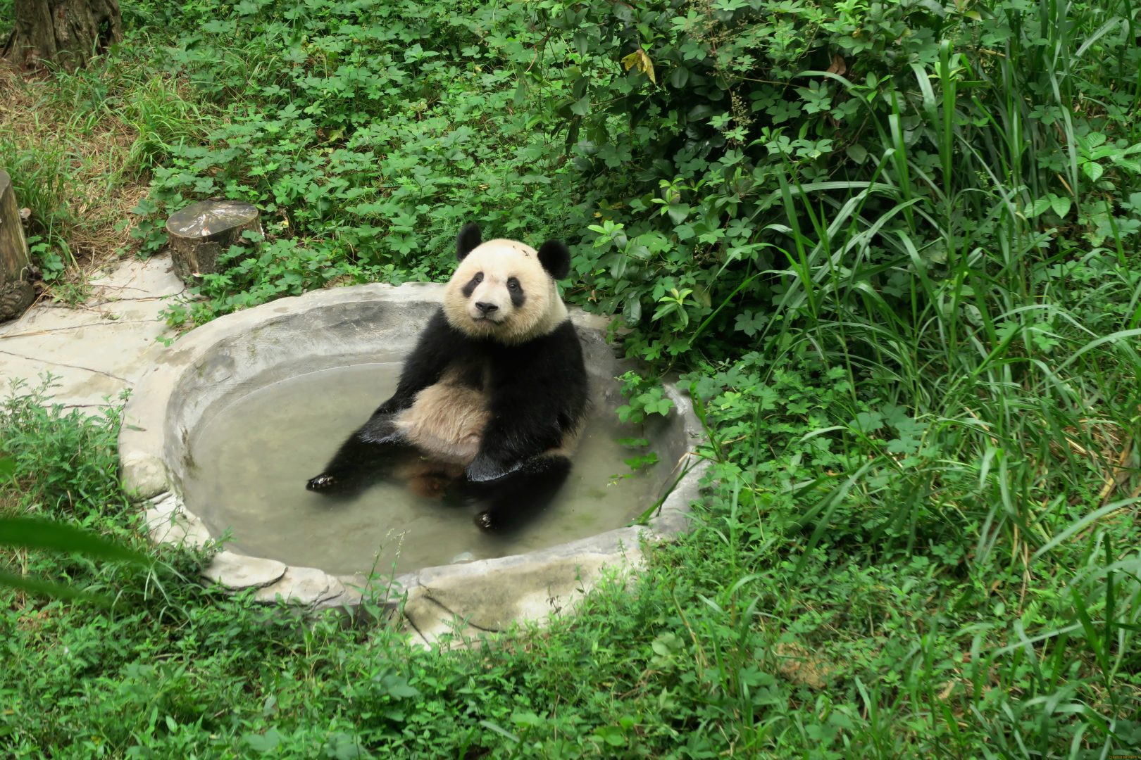 Panda relaxing